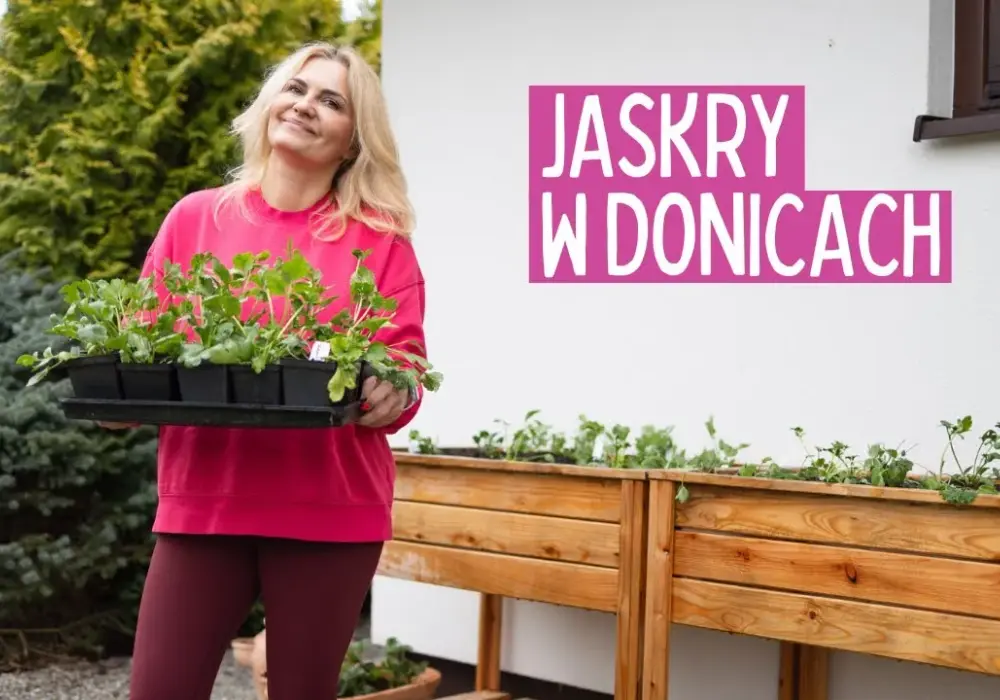 Jak sadzić jaskry w doniczce, aby uniknąć błędów i cieszyć się kwitnieniem