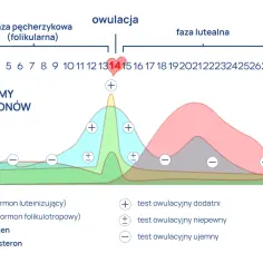 Jak wygląda owulacja? Kluczowe informacje o tym procesie i objawach