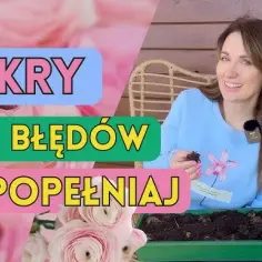 Jaskry kwiaty kiedy sadzić - uniknij błędów przy sadzeniu