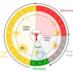 Schemat cyklu menstruacyjnego z zaznaczonymi fazami: menstruacji, folikularną, owulacją i lutealną.