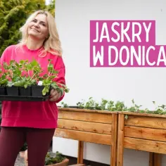 Jak sadzić jaskry w doniczce, aby uniknąć błędów i cieszyć się kwitnieniem