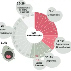 Jakie są objawy owulacji i jak je rozpoznać w swoim cyklu