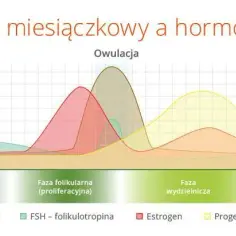Kiedy występuje owulacja w cyklu 29 dni? Poznaj swoje dni płodne