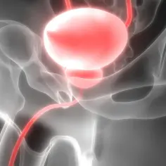 Anatomia pęcherza moczowego i miednicy, podświetlony na czerwono.