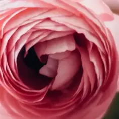 Jaskier kiedy kwitnie – poznaj tajemnice kwitnienia różnych odmian