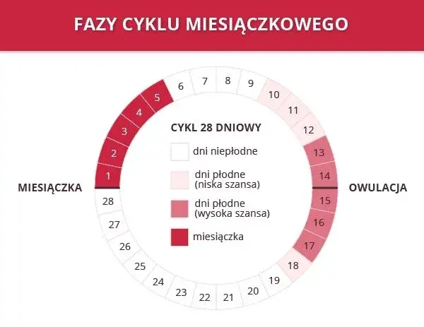 Zdjęcie Kiedy zaczyna się owulacja? Sprawdź, jak obliczyć ten czas