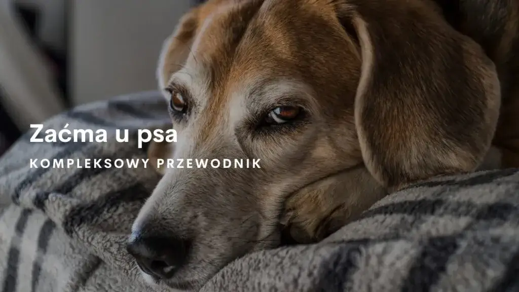 Zdjęcie Jak widzi pies z zaćmą i jak pomóc mu w codziennym życiu