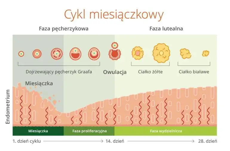 Zdjęcie Co to owulacja? Kluczowe informacje o płodności i cyklu miesięcznym