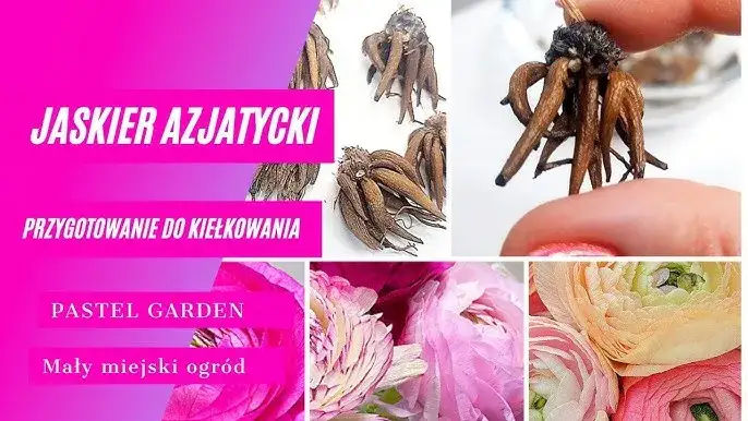 Zdjęcie Jak sadzić cebulki jaskra azjatyckiego, aby uniknąć błędów?